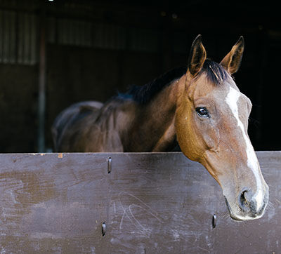 brown horse with head over stable door